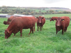 Red cows