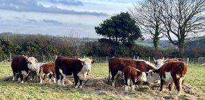 Cows eating hay in a field