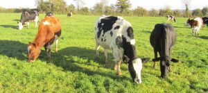 cows eating grass